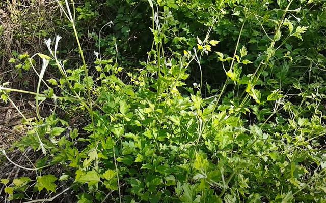 사위질빵 / '청산별곡TV' 유튜브 영상 캡처