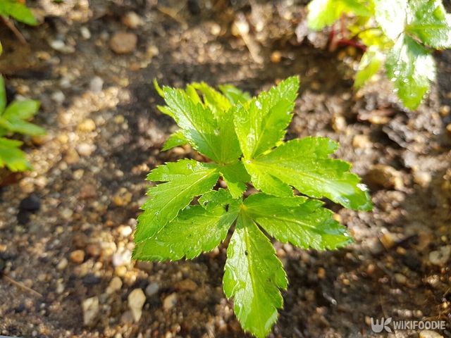 참당귀 자료사진. / shinja jang-shutterstock.com