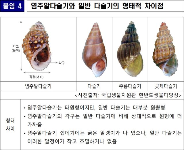 염주알다슬기 생김새. / 환경부