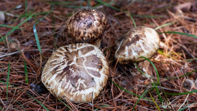 송이버섯 자료사진. / IgorCheri-shutterstock.com