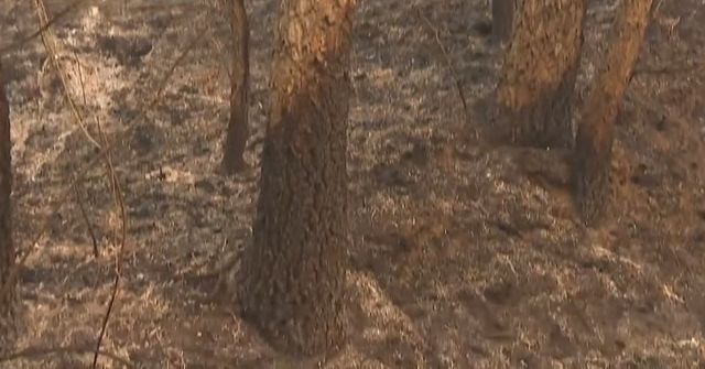 경북 북부를 덮친 산불로 특산물 산지들이 큰 피해를 봤다. / 유튜브 'YTN'