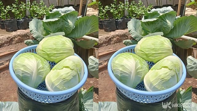 후두염에 좋은 음식 양배추 자료사진. / Naataara-shutterstock.com