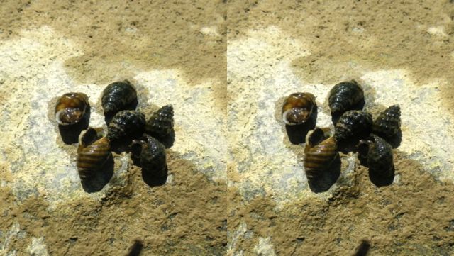 염주알다슬기. / 한국연체동물연구소 이준상