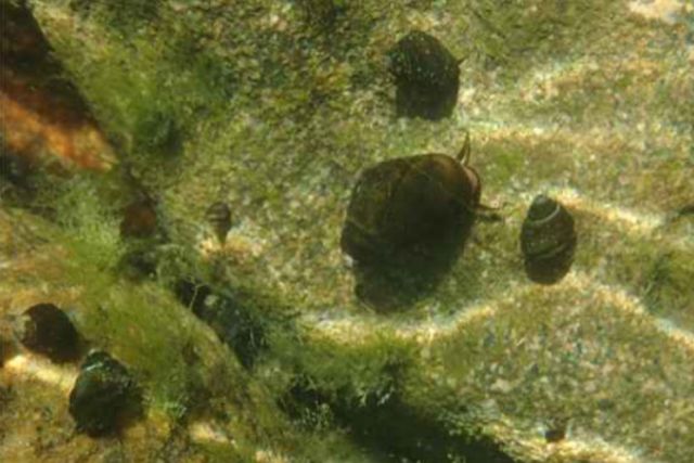 염주알다슬기. /&nbsp;국립생태원 멸종위기종복원센터