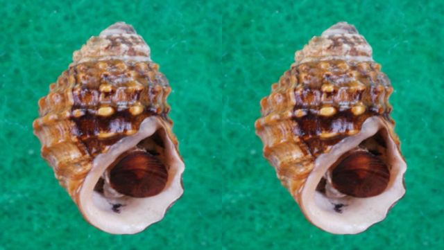 염주알다슬기. / 국립생물자원관