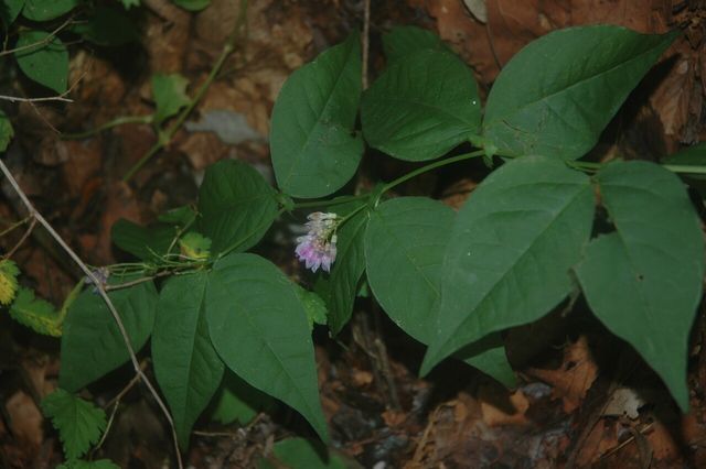 나비나물 / 국립생물자원관