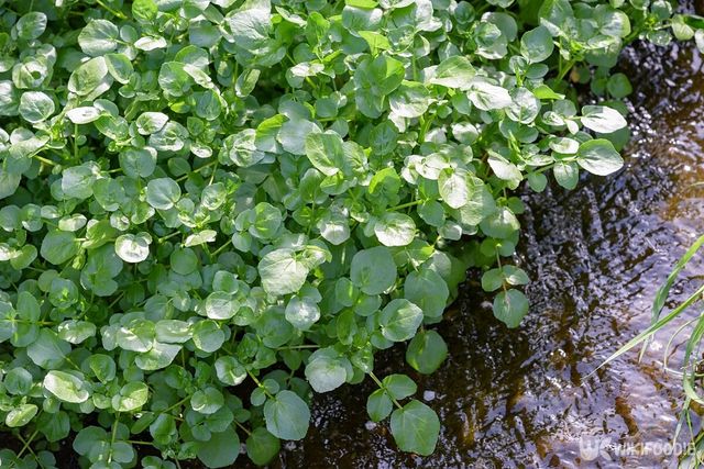 물냉이 자료사진. / Picmin-shutterstock.com