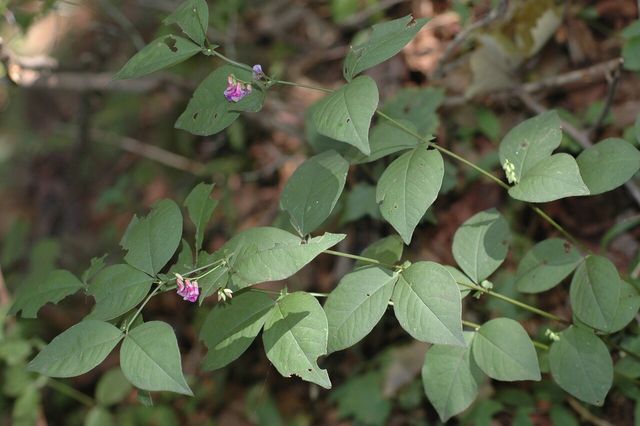 나비나물 / 국립생물자원관