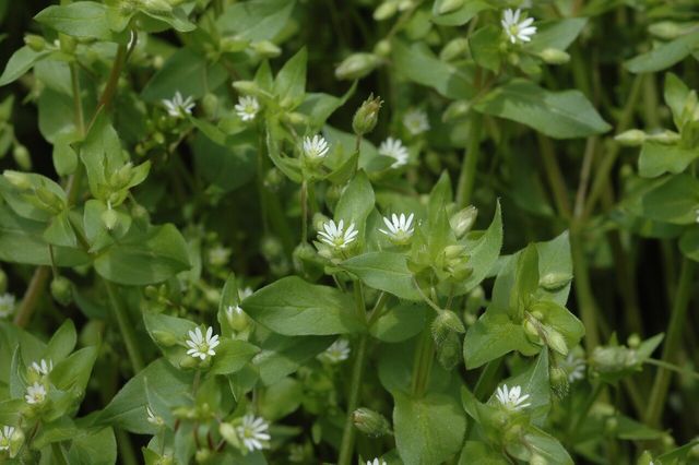 별꽃 나물. 곰밤부리로도 불린다. / 국립생물자원관