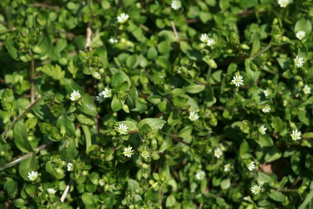 별꽃 나물. 곰밤부리로도 불린다. / 국립생물자원관