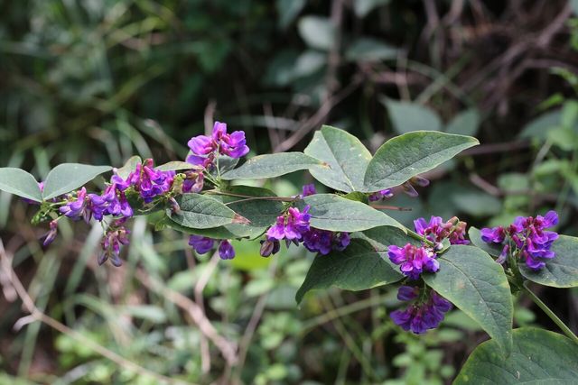 나비나물 / 국립생물자원관