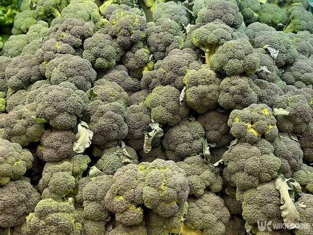 브로콜리 자료사진. / Harriet Vasey-shutterstock.com