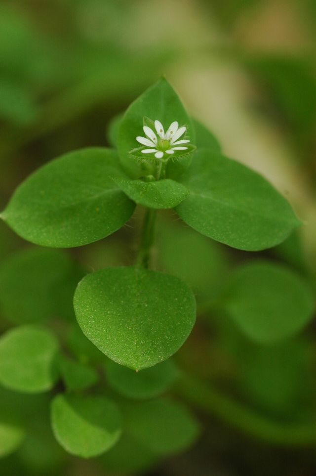 별꽃 나물. 곰밤부리로도 불린다. / 국립생물자원관