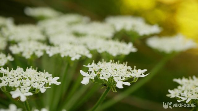 어수리 꽃. / Tomas Vynikal-shutterstock.com