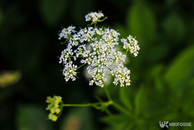 어수리 자료사진. / kaskip-shutterstock.com