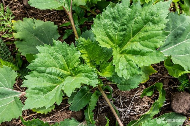 기사의 이해를 돕기 위한 이미지. / olko1975-shutterstock.com
