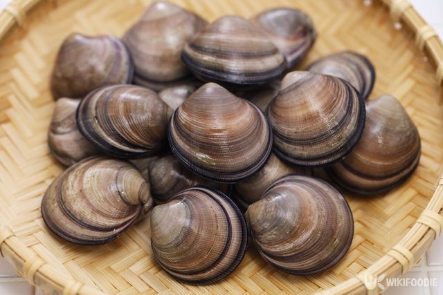 모시조개 자료사진 . / bonchan-shutterstock.com