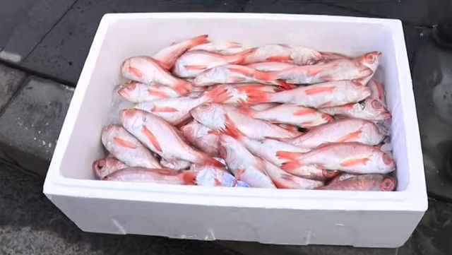 제주 금태(눈볼대) 자료사진. / 유튜브 'EBS 다큐'