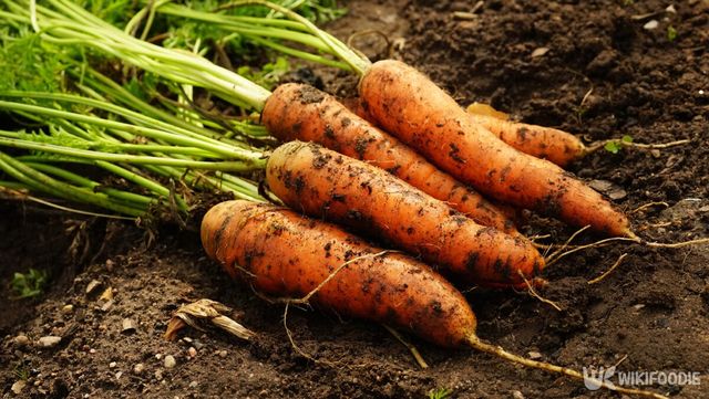 당근 수확 자료사진. / LedyX-shutterstock.com