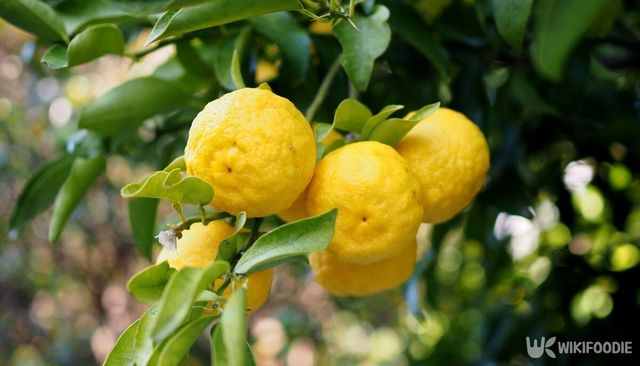 유자 열매 자료 사진. / joking57-shutterstock