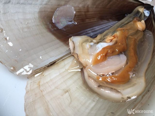 조개 자료사진. / kathrinerajalingam-shutterstock.com