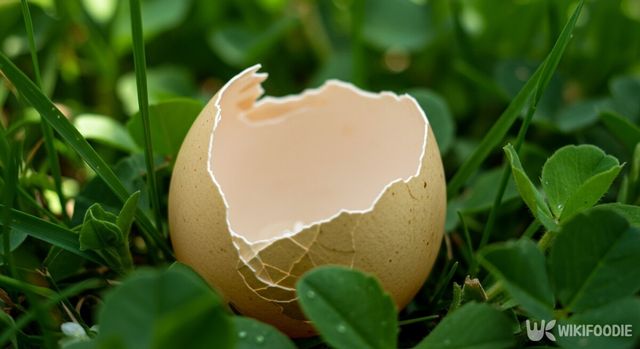 달걀 껍질 퇴비 활용 자료사진. / 위키푸디