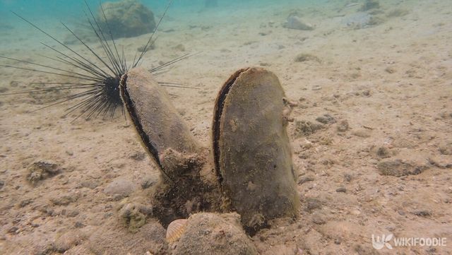 키조개 자료사진. / Pataporn Kuanui-shutterstock.com