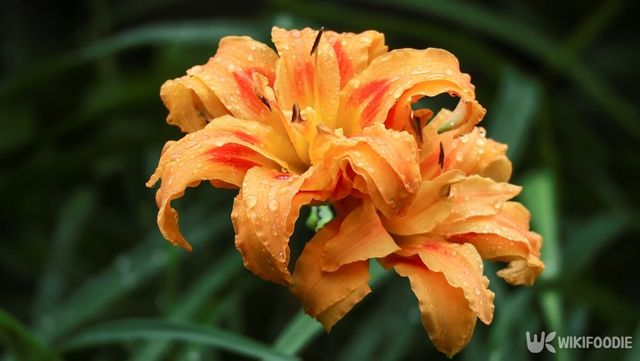 원추리 꽃. / george photo cm-shutterstock.com