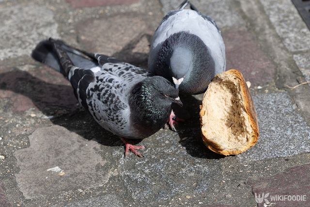비둘기 먹이 자료사진. / Algimantas Barzdzius-shutterstock.com