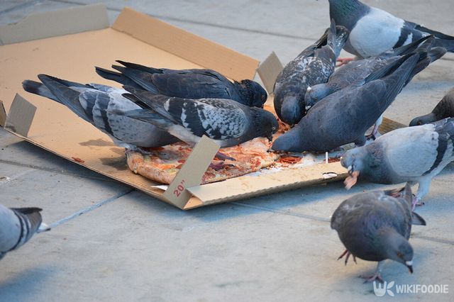 비둘기 먹이 자료사진. / Kenneth Earl Coleman-shutterstock.com