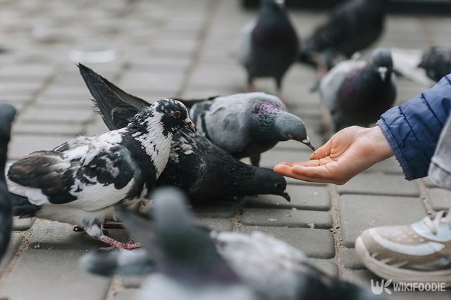 비둘기 먹이 자료사진. / Shchus-shutterstock.com