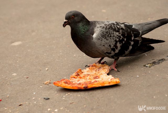 비둘기 먹이 자료사진. / Ekaterina Avanesova-shutterstock.com