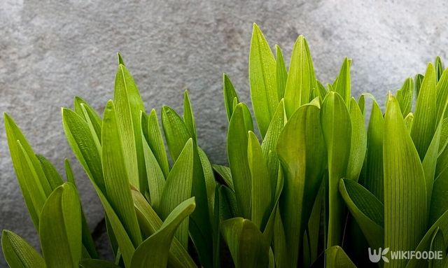 원추리 자료사진. / Dzivak Alena-shutterstock.com