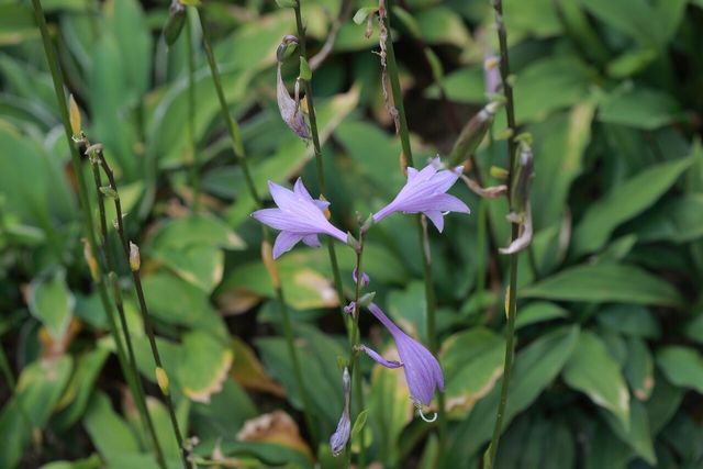 비비추 / 국립생물자원관