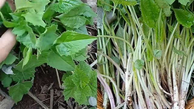 서덜취 자료사진. / 유튜브 '깊은산속산나물'