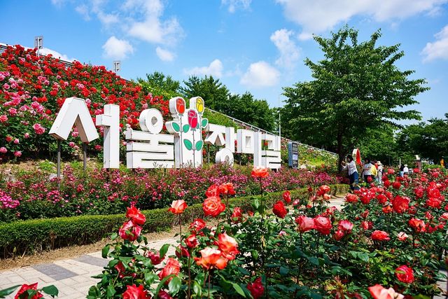 중랑장미공원. / 서울 장미축제 공식사이트