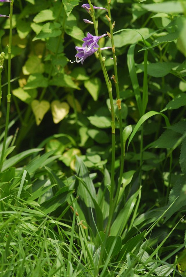 비비추 / 국립생물자원관