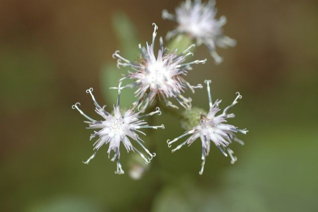 서덜취 꽃 / 국립생물자원관