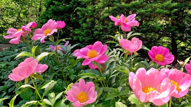 강릉솔향수목원. / 강릉솔향수목원 공식 인스타그램 갈무리