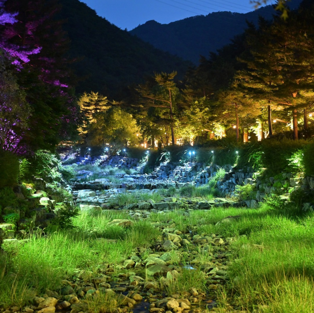 강릉솔향수목원. / 강릉솔향수목원 공식 인스타그램 갈무리