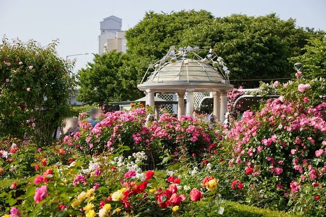 중랑장미공원. / 서울 장미축제 공식사이트