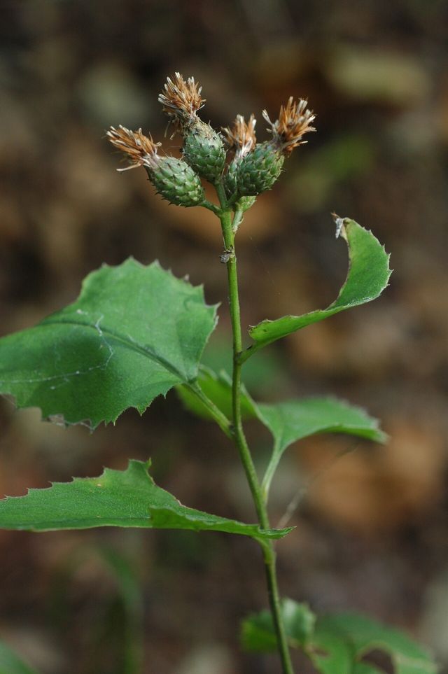 서덜취 / 국립생물자원관