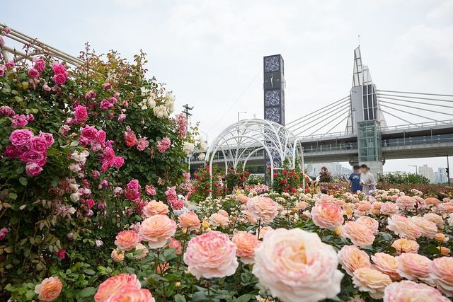 중랑장미공원. / 서울 장미축제 공식사이트
