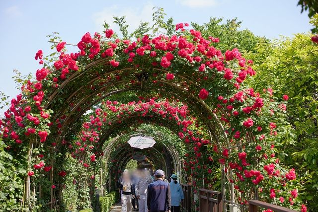 중랑장미공원. / 서울 장미축제 공식사이트