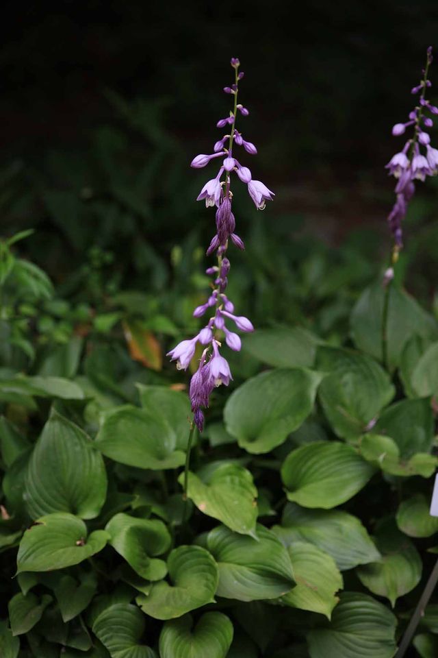 비비추 / 국립생물자원관