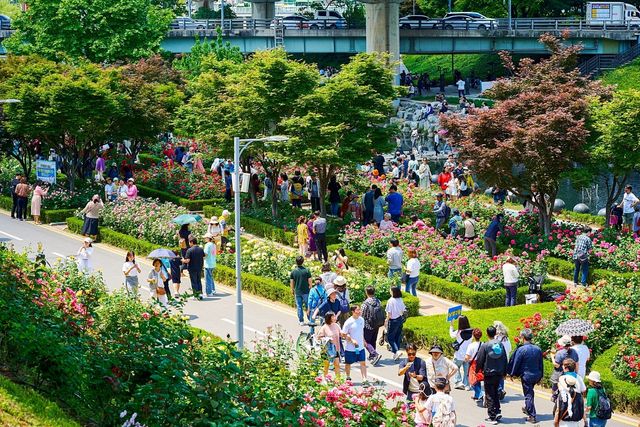 중랑장미공원. / 서울 장미축제 공식사이트
