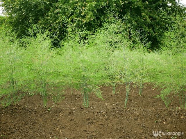 아스파라거스 농장 자료사진. / Tomas Vynikal-shutterstock.com