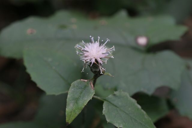 서덜취 / 국립생물자원관