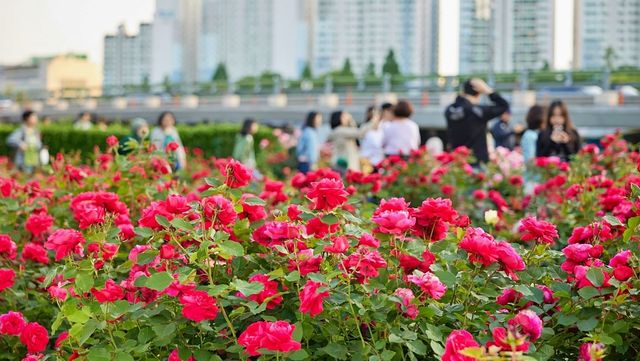 중랑장미공원. / 서울 장미축제 공식사이트