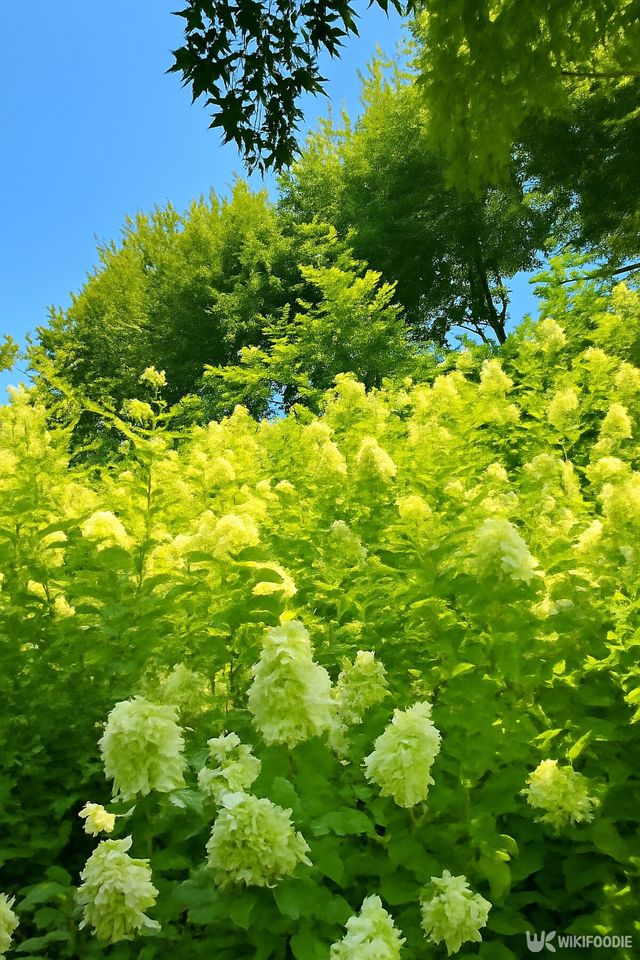 화담숲에서 9월까지 볼 수 있는 나무수국. / 위키푸디